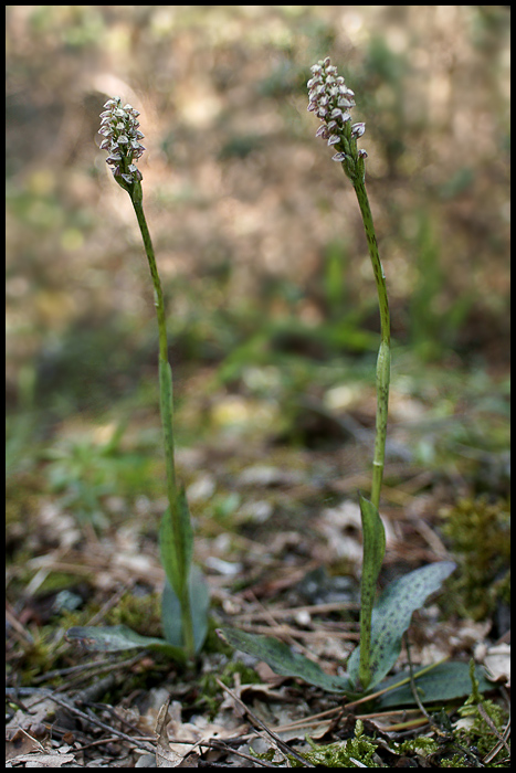 Neotinea maculata